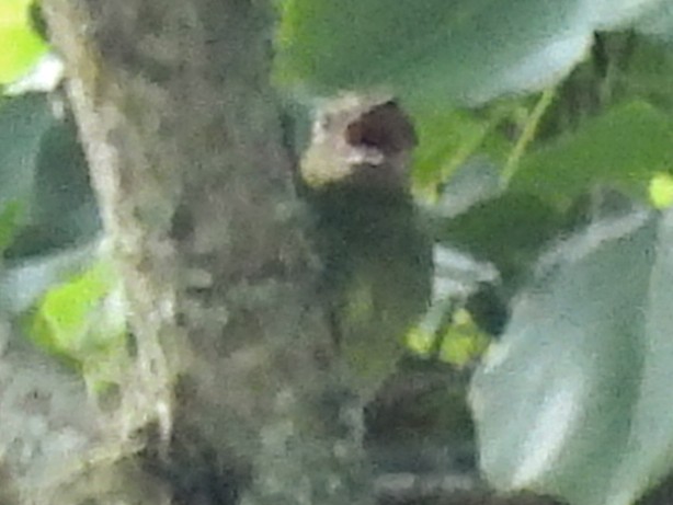 Olive-striped Flycatcher - ML635657319
