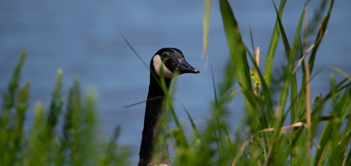 Canada Goose - ML635657338