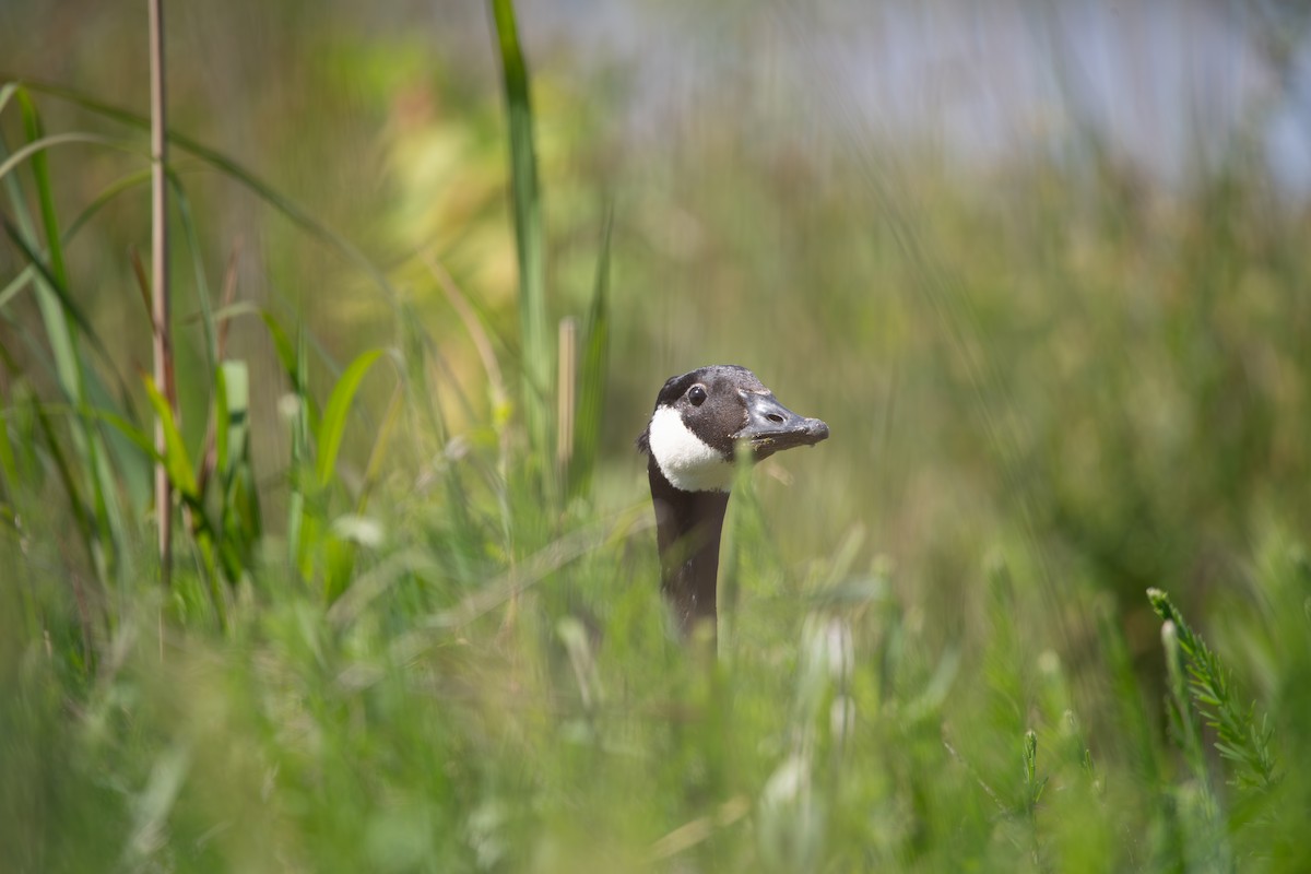 Canada Goose - ML635657339