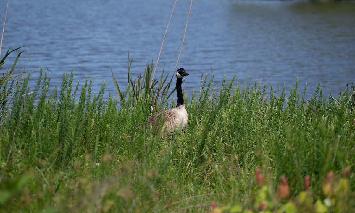 Canada Goose - ML635657340