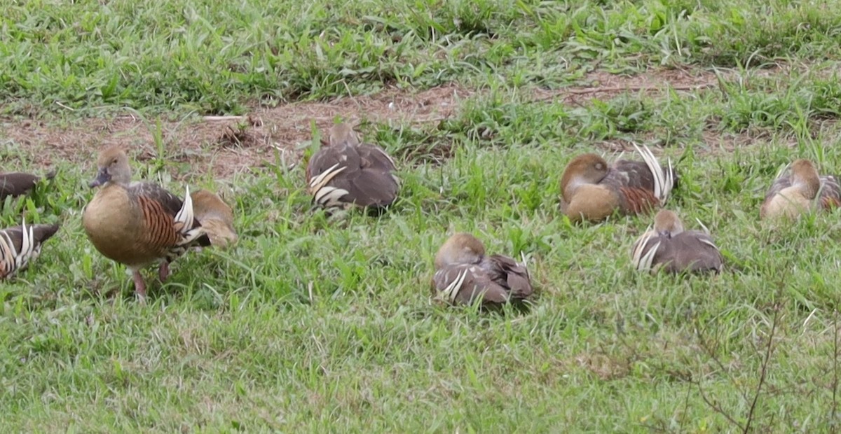 Plumed Whistling-Duck - ML635657348