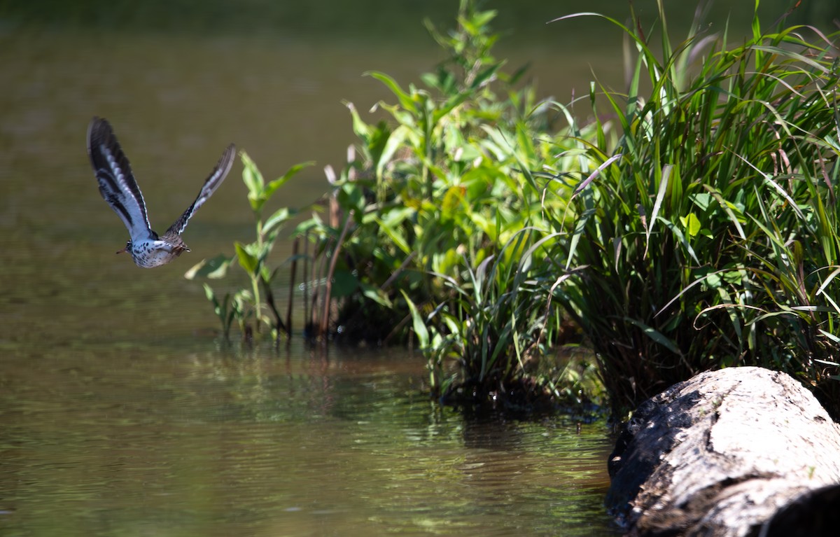 Spotted Sandpiper - ML635657357
