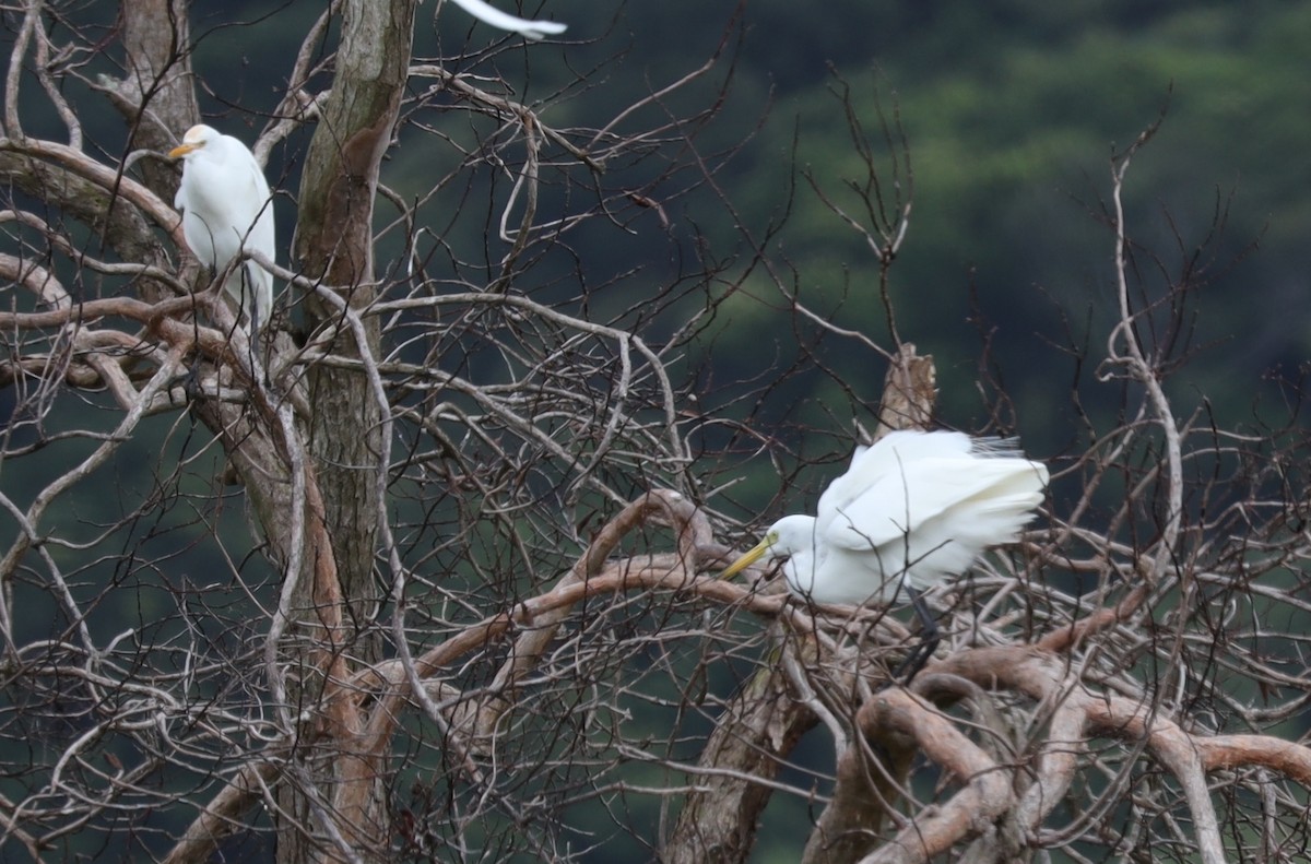 Plumed Egret - ML635657360