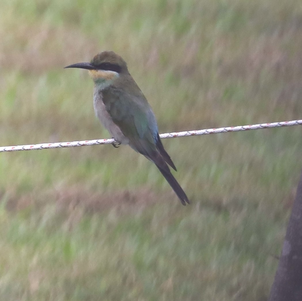 Rainbow Bee-eater - ML635657368