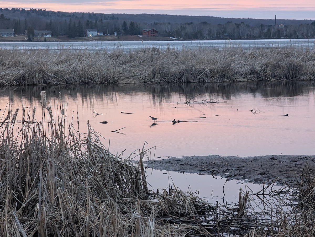 Greater Yellowlegs - ML635657374