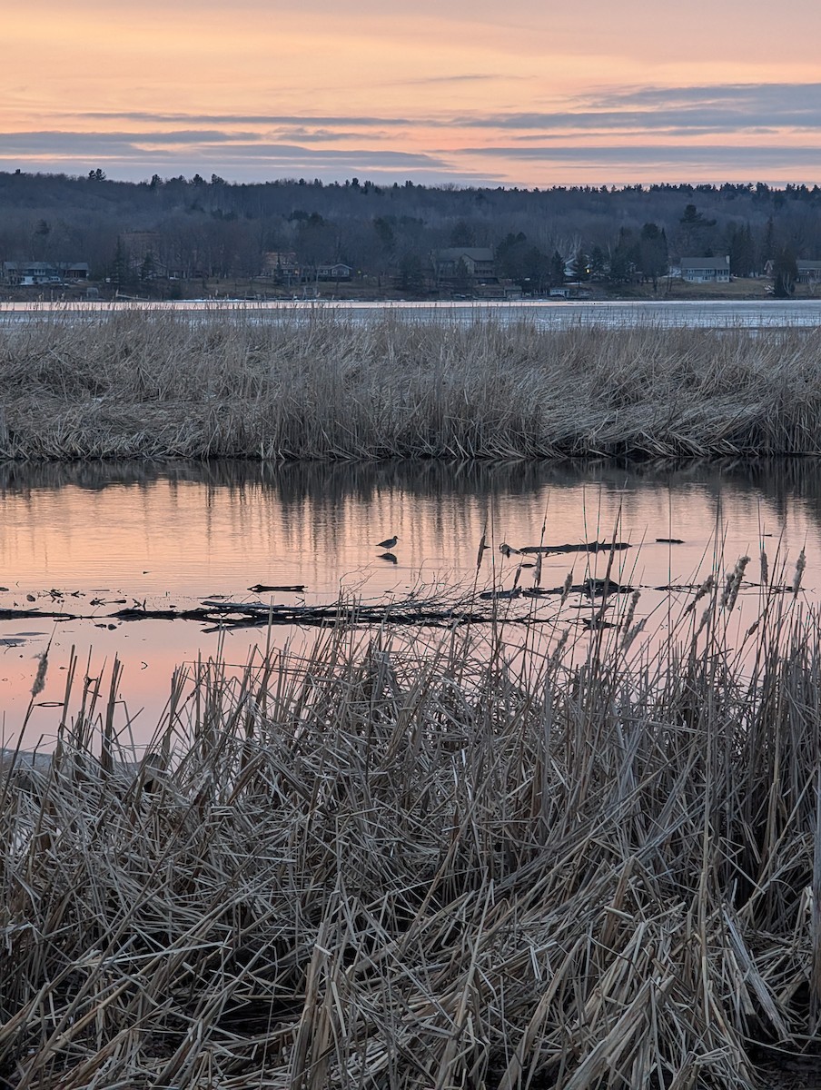 Greater Yellowlegs - ML635657375