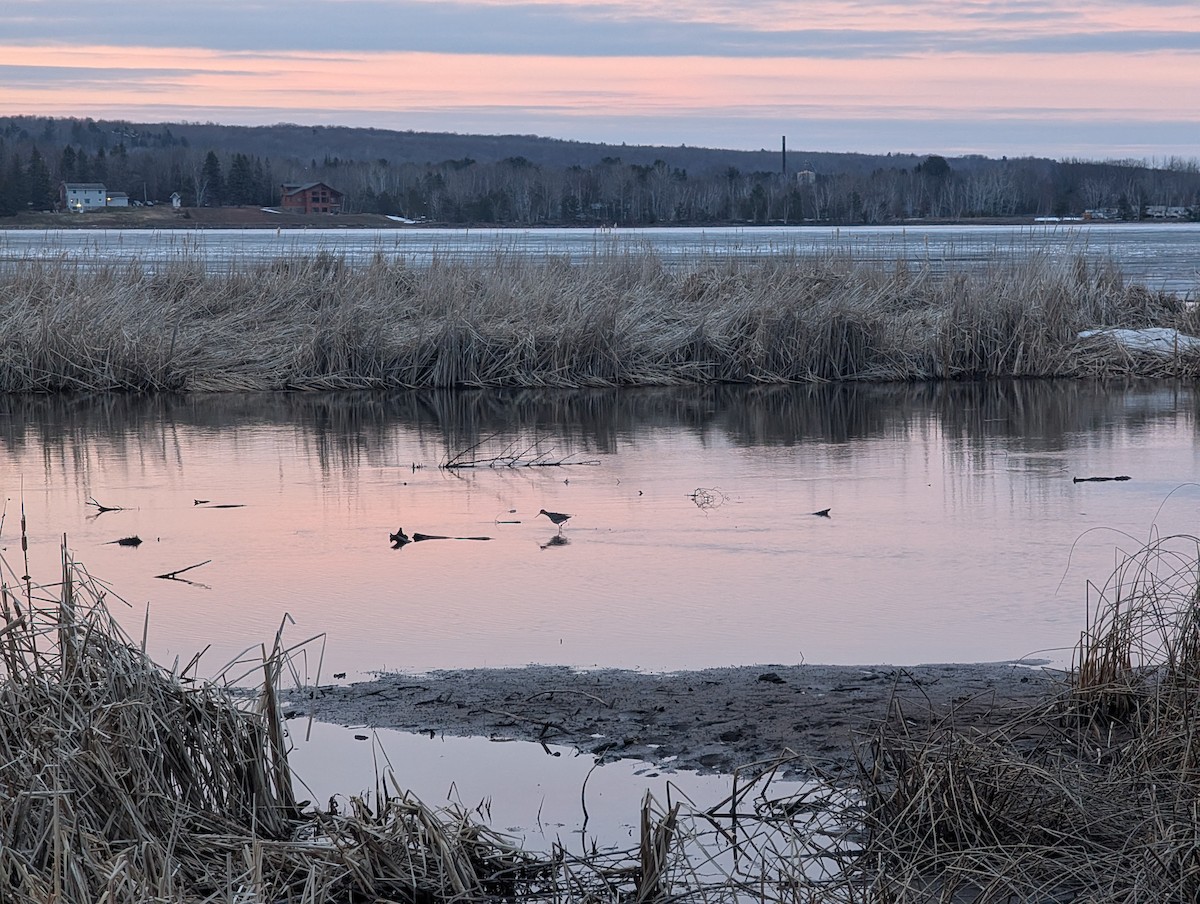 Greater Yellowlegs - ML635657376