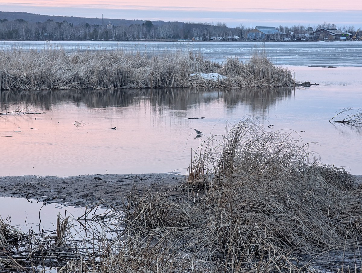 Greater Yellowlegs - ML635657377