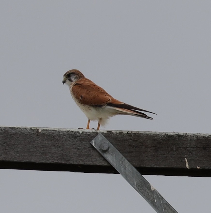 Nankeen Kestrel - ML635657378