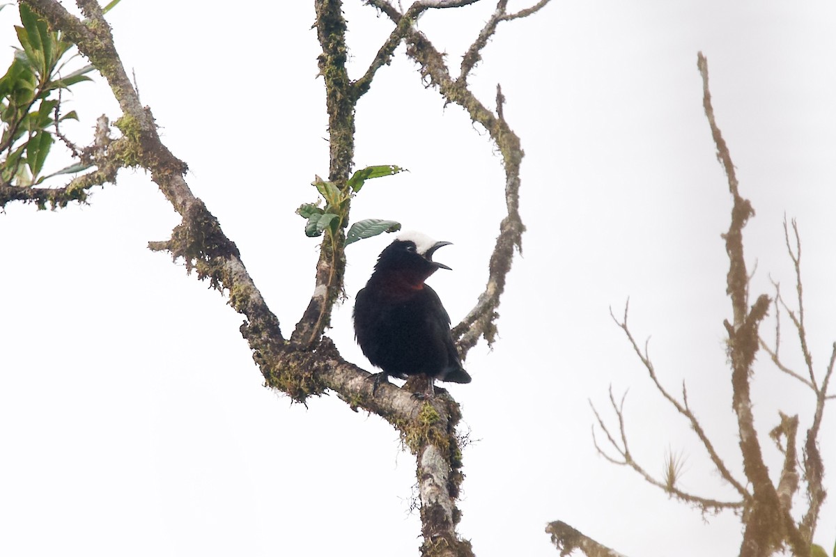 White-capped Tanager - ML635657411