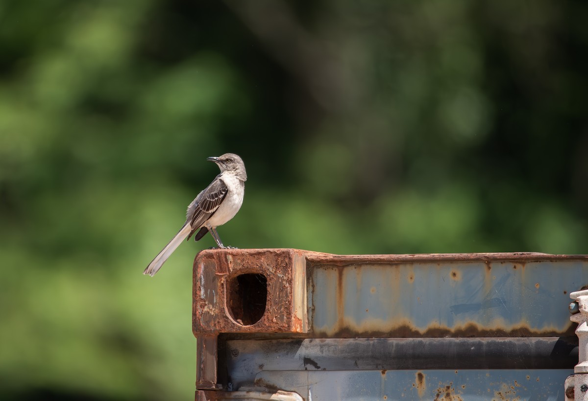 Northern Mockingbird - ML635657470