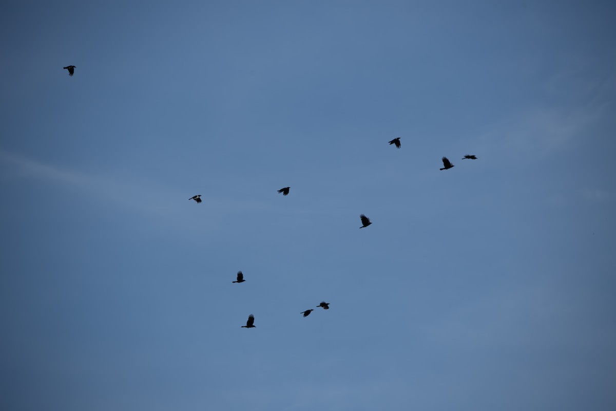 American Crow - ML635657489