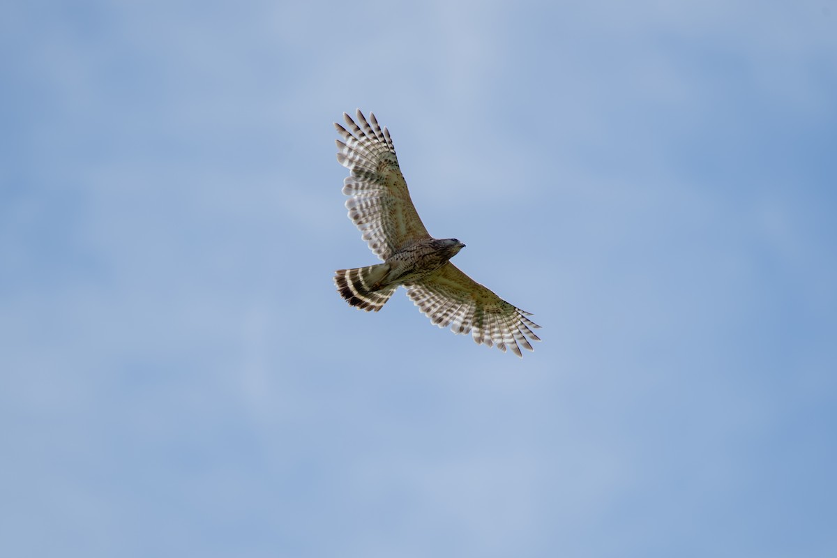 Red-shouldered Hawk - ML635657524