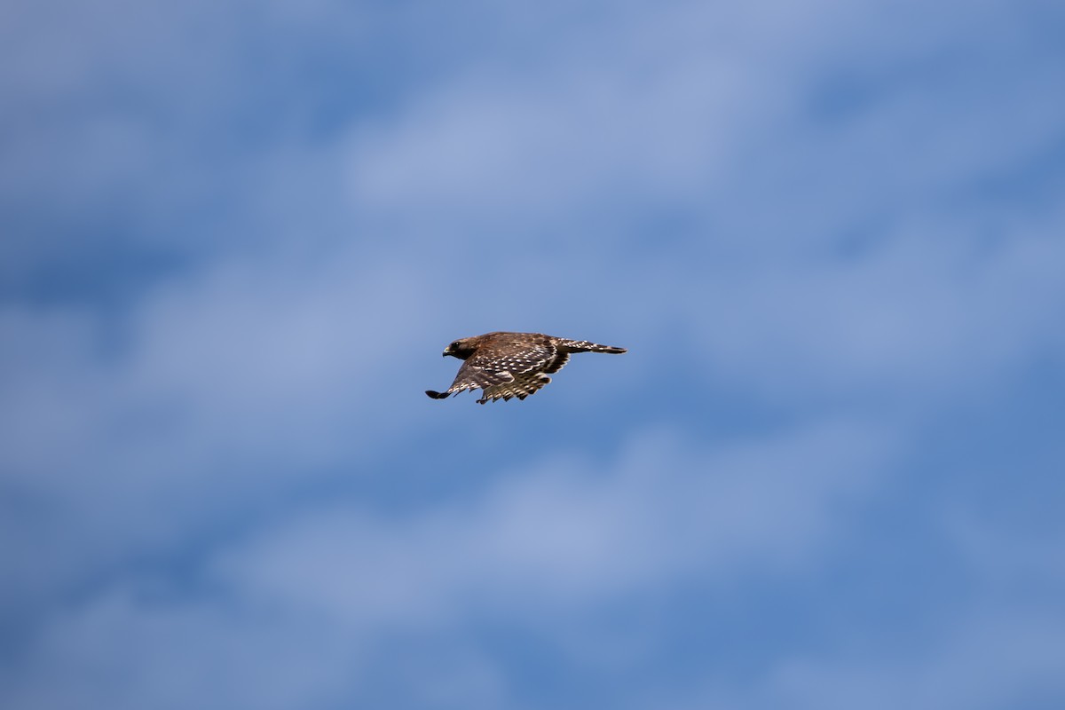 Red-shouldered Hawk - ML635657525