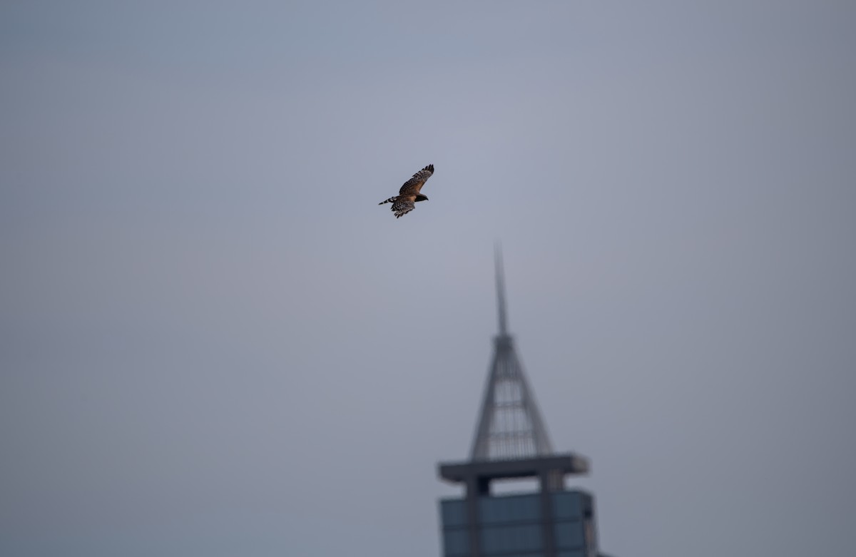 Red-shouldered Hawk - ML635657526