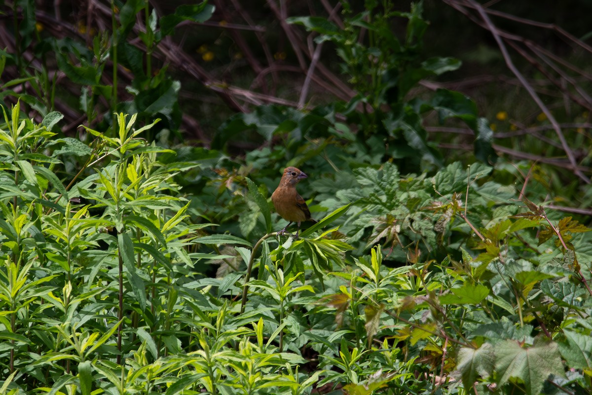 Blue Grosbeak - ML635657576