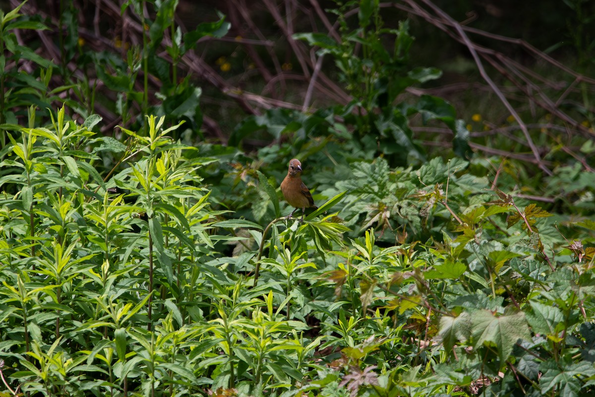Blue Grosbeak - ML635657577