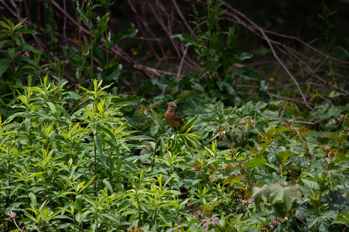Blue Grosbeak - ML635657578