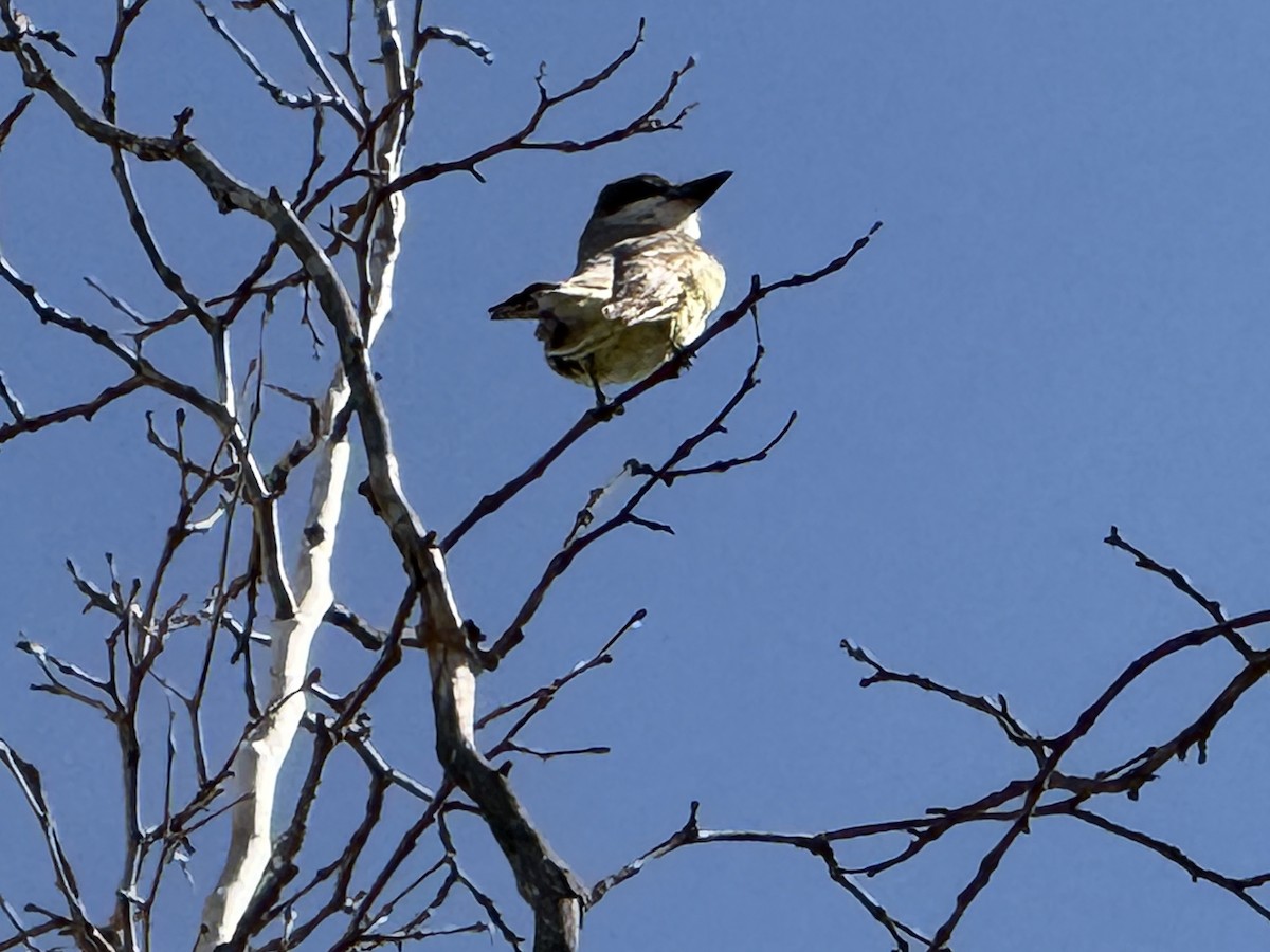 Thick-billed Kingbird - ML635657610