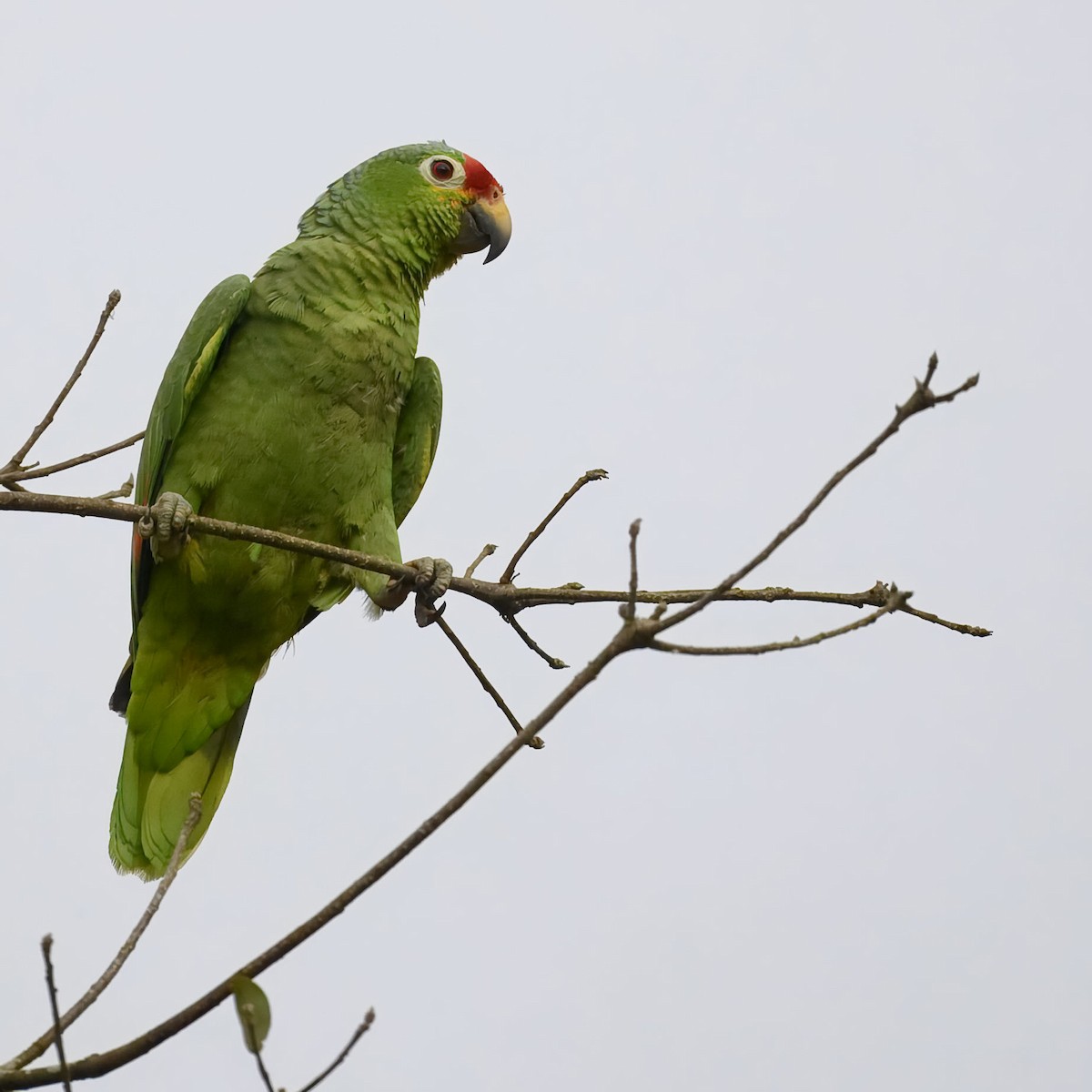 Red-lored Amazon - ML635657682