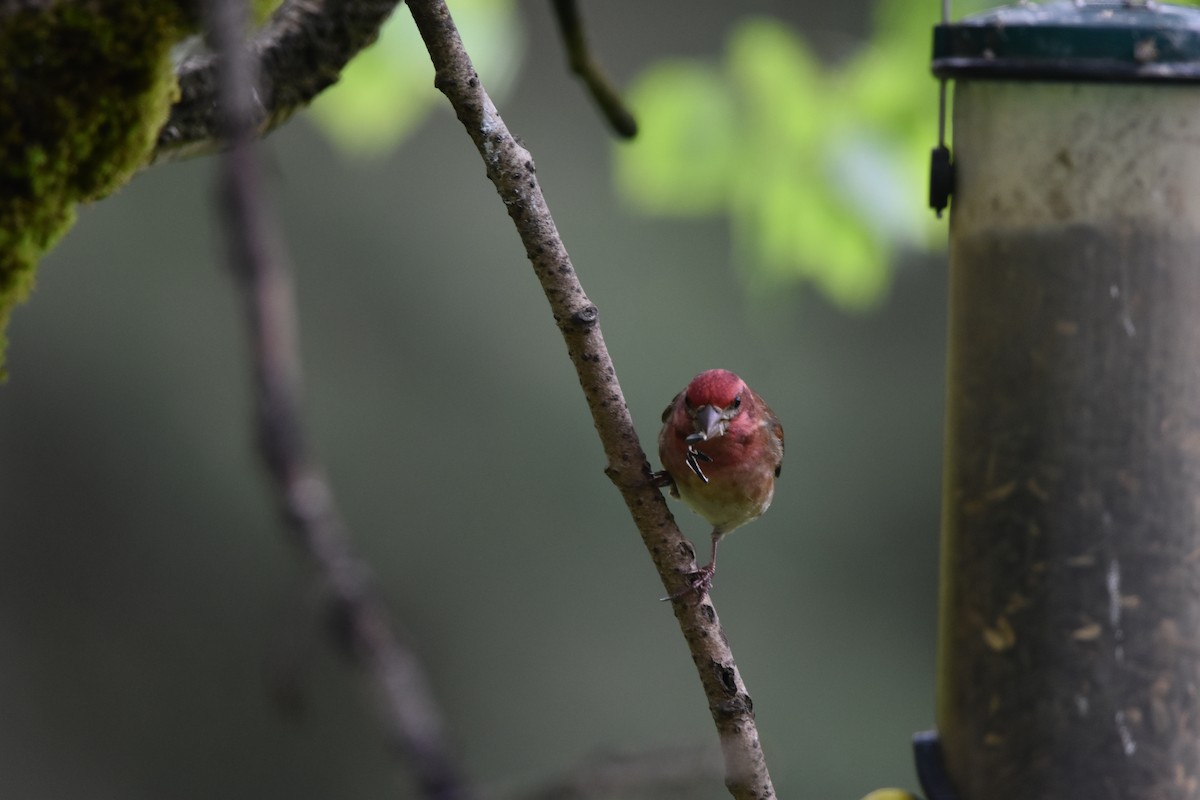 Purple Finch (Western) - ML635657684