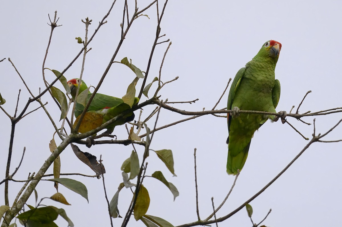 Red-lored Amazon - ML635657693
