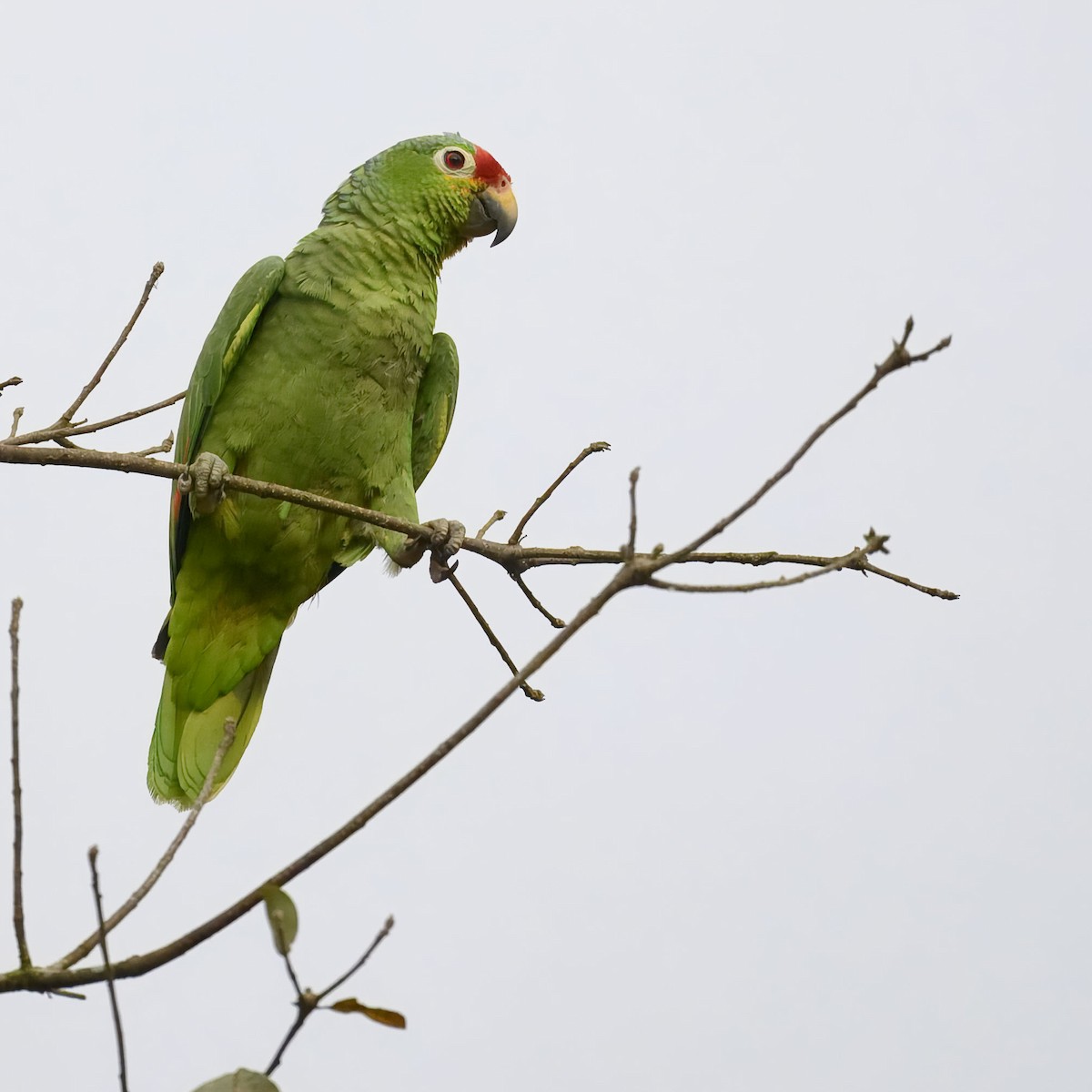 Red-lored Amazon - ML635657717
