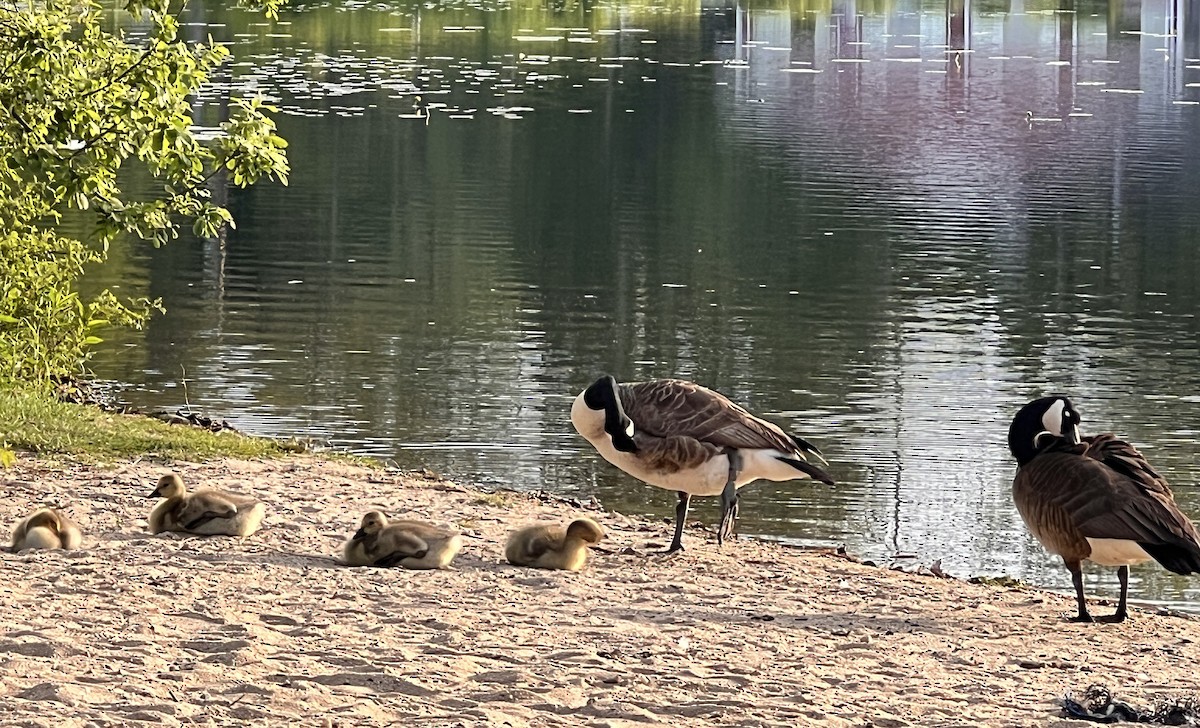 Canada Goose - ML635657719