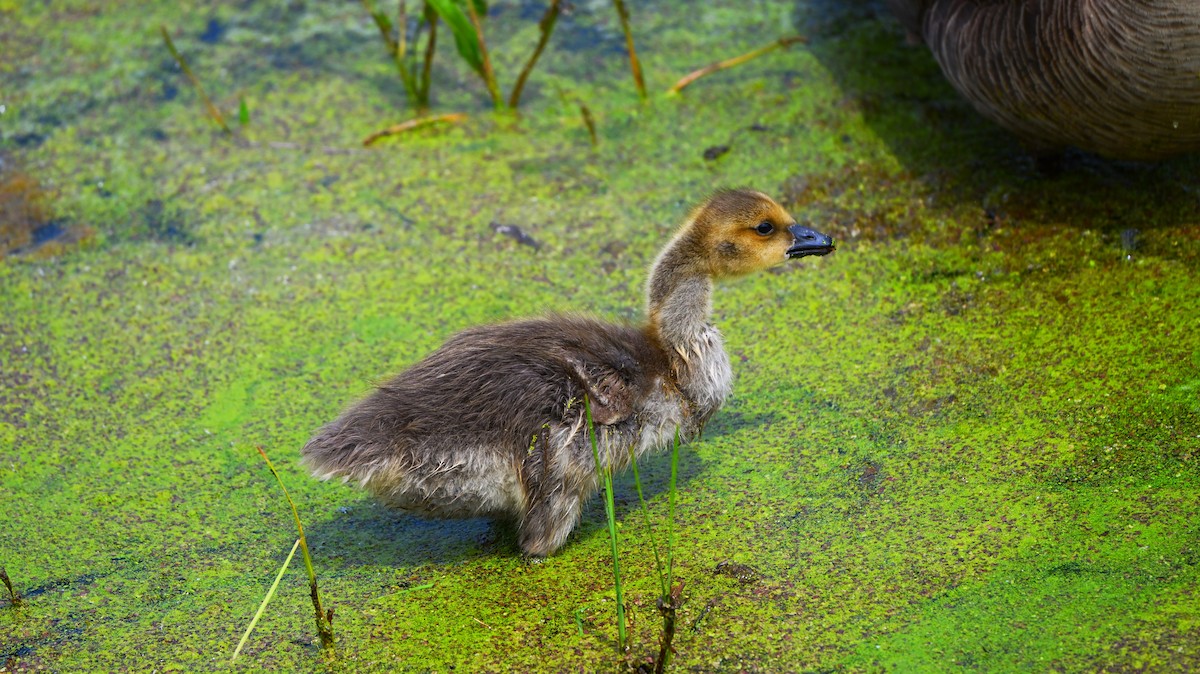 Canada Goose - ML635657721