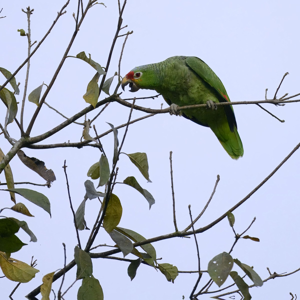 Red-lored Amazon - ML635657734