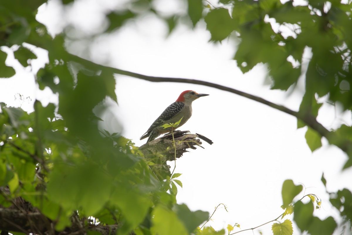 Red-bellied Woodpecker - ML635657754