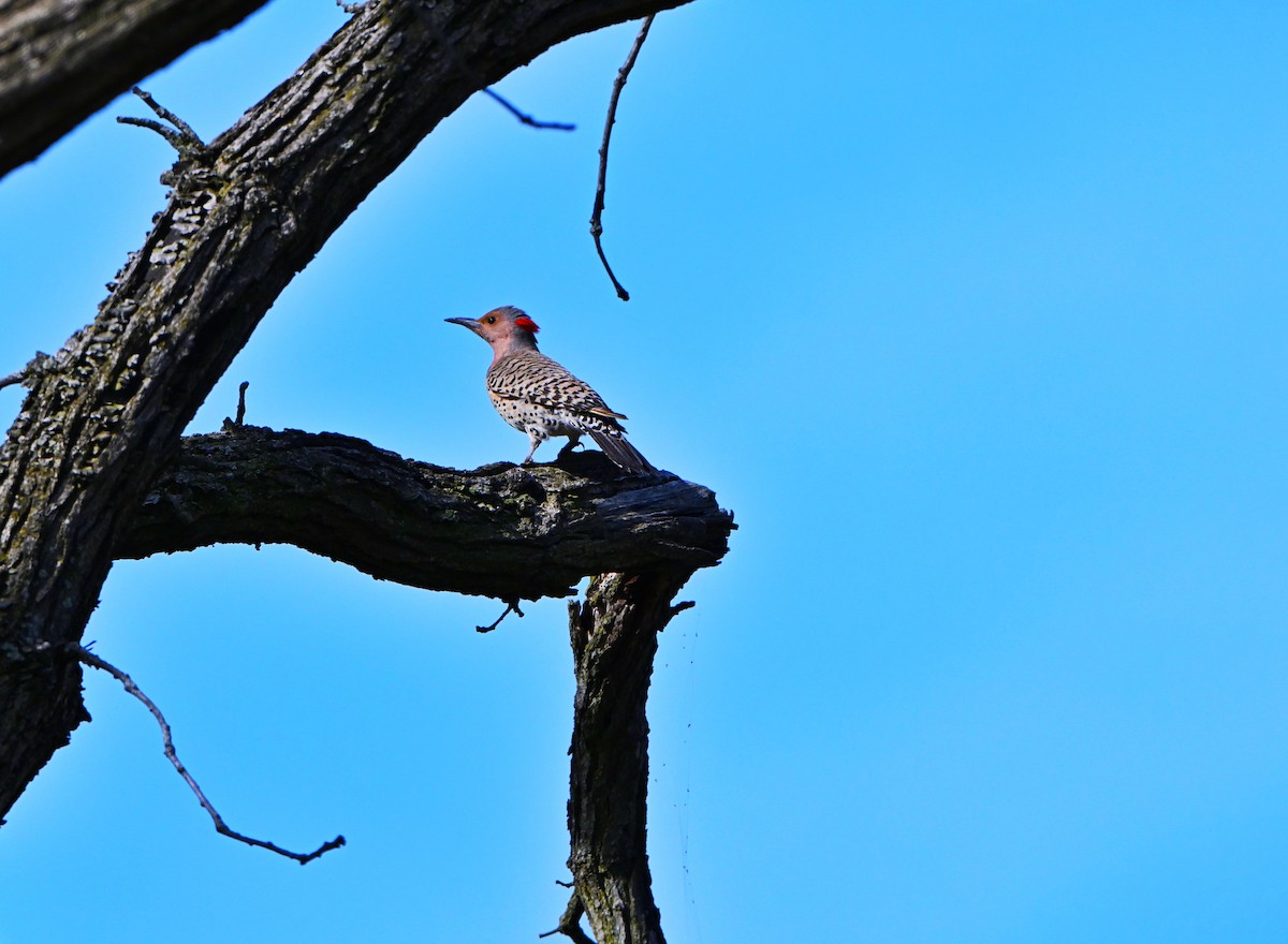 Northern Flicker - ML635657815