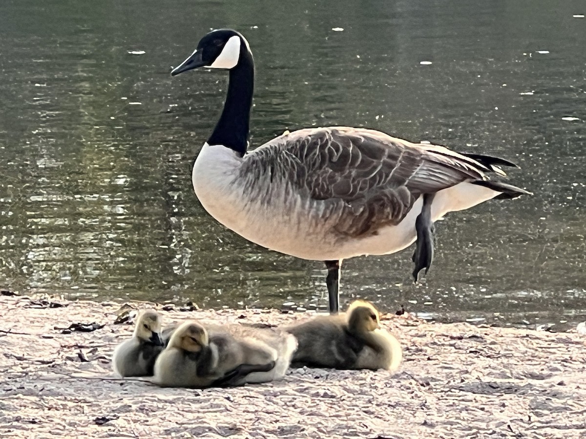 Canada Goose - ML635657818