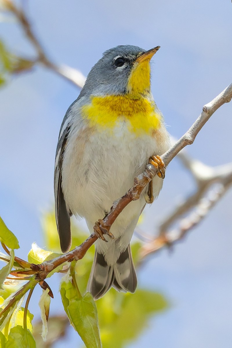 Northern Parula - ML635657930