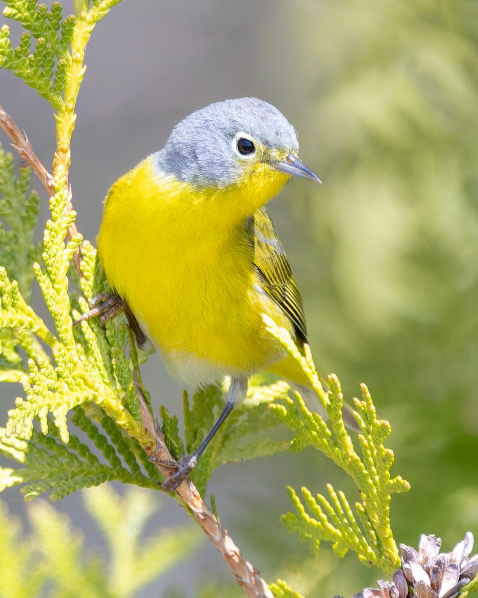 Nashville Warbler - ML635657935