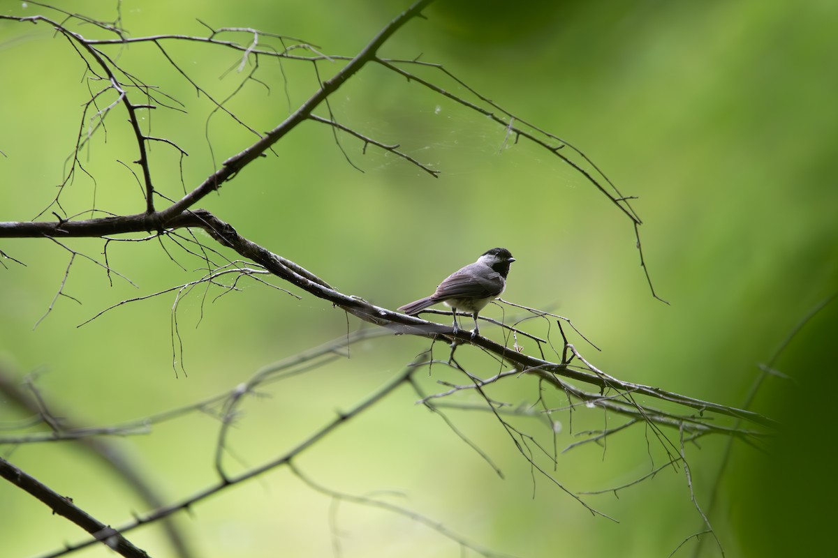 Carolina Chickadee - ML635657946