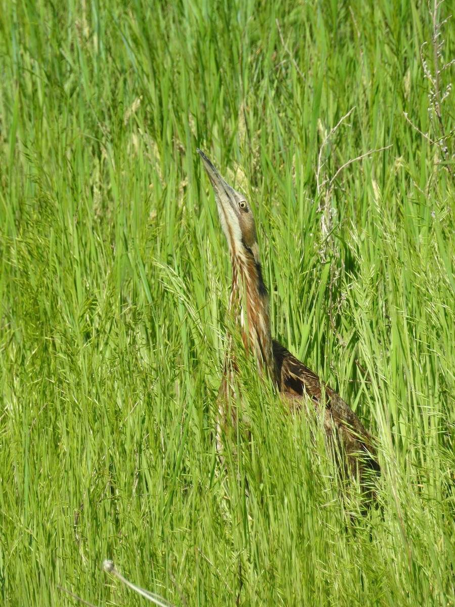 American Bittern - ML635657947