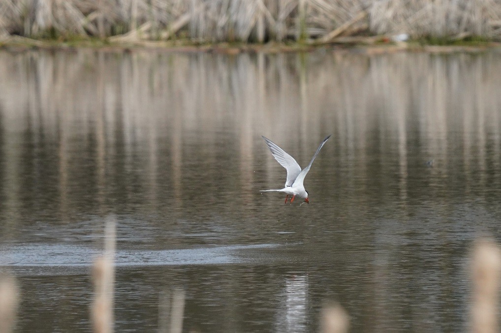 アジサシ - ML635658043