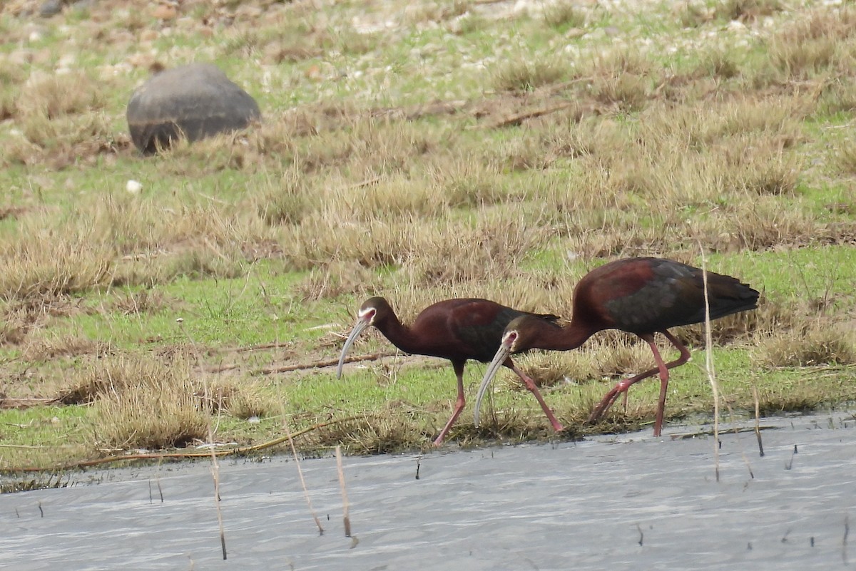 ibis americký - ML635658044