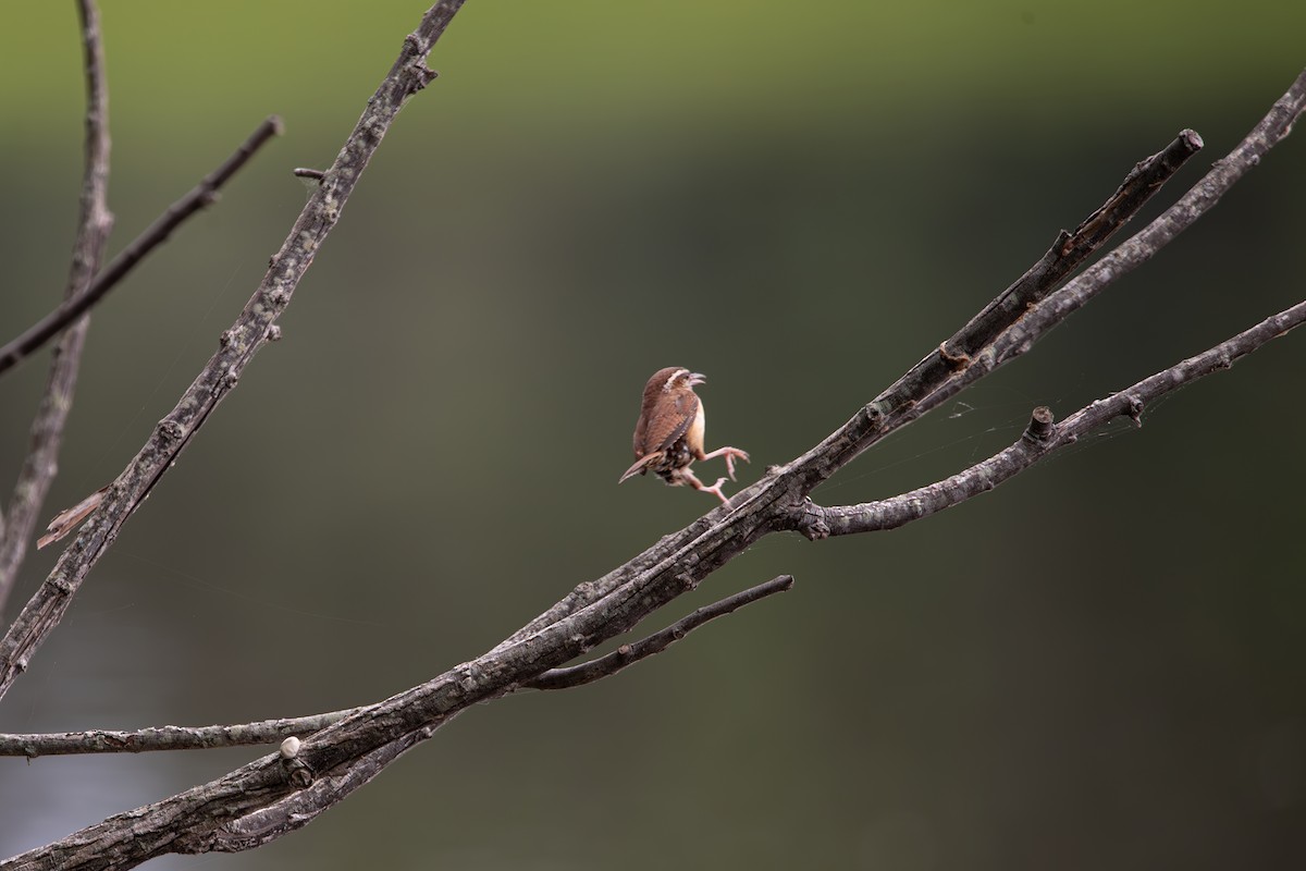 Carolina Wren - ML635658099