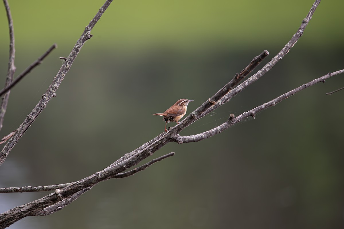 Carolina Wren - ML635658100