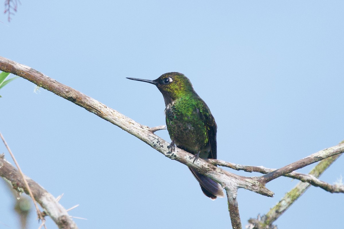 Viridian Metaltail - ML635658115