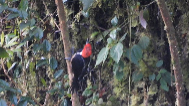 Powerful Woodpecker - ML635658126