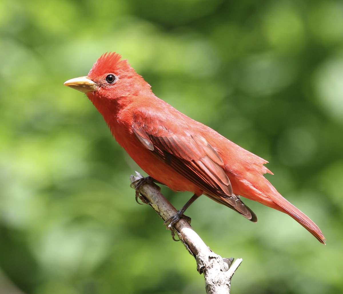 Summer Tanager - ML635658142