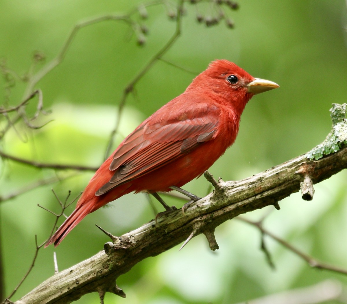 Summer Tanager - ML635658143