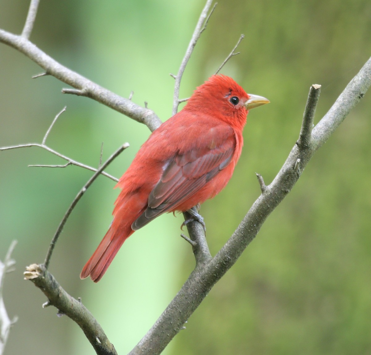 Summer Tanager - ML635658144
