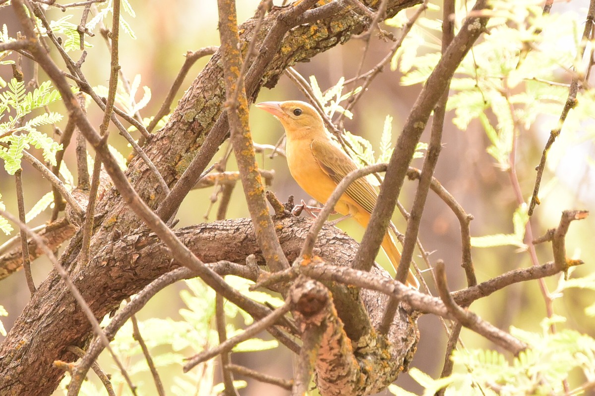 Summer Tanager - ML635658153