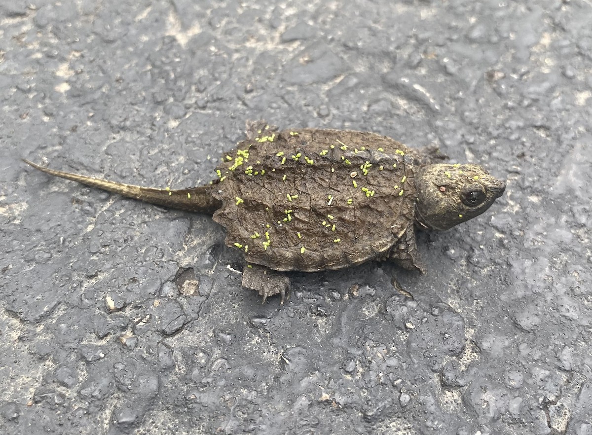 Snapping Turtles - ML635658167