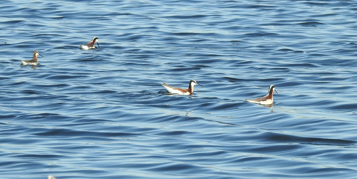 Wilson's Phalarope - ML635658198