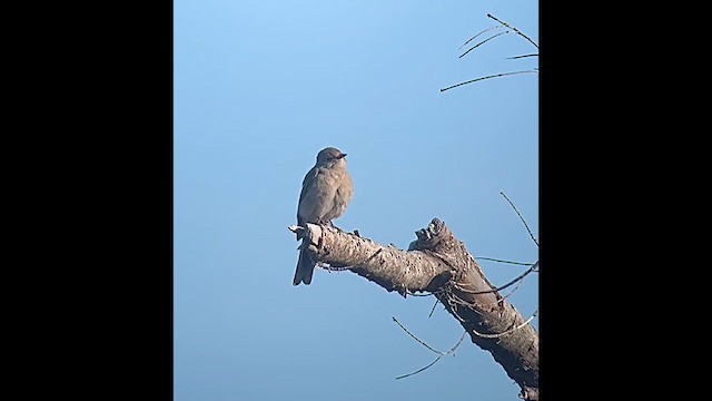 Townsend's Solitaire - ML635658257